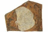 Fossil Ginkgo Leaf From North Dakota - Paleocene #188931-1